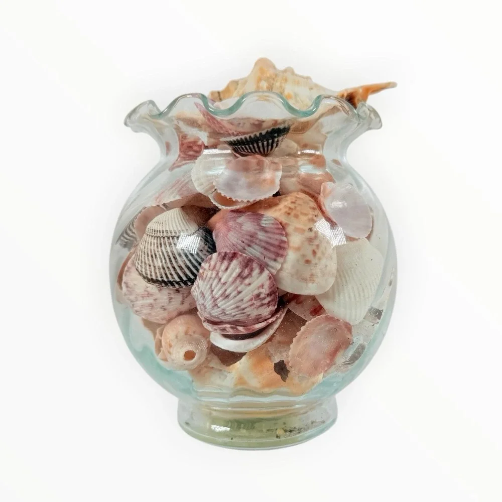 Sea Shell‎ Mix Coastal Beach Decor 5